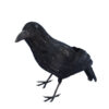 Crow, Black